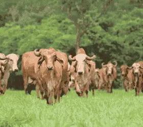 गाय